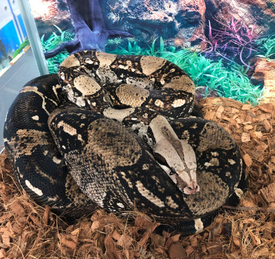 Удав обыкновенный (Boa constrictor) XL